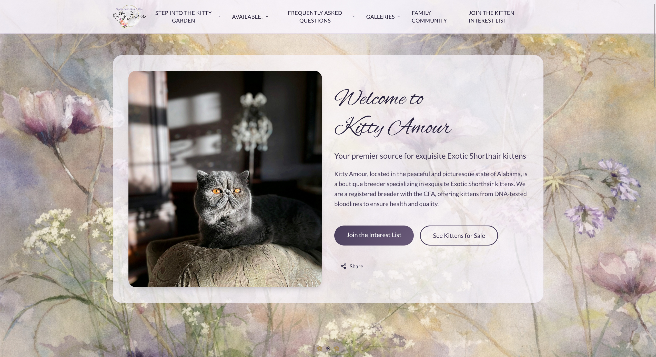 Kitty Amour preview